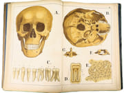 Atlas d'histoire naturelle. Le corps humain. Description anatomique de l'Homme.  par ECKART, Théodore.  - Image 5