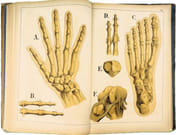 Atlas d'histoire naturelle. Le corps humain. Description anatomique de l'Homme.  par ECKART, Théodore.  - Image 6