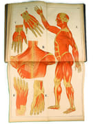 Atlas d'histoire naturelle. Le corps humain. Description anatomique de l'Homme.  par ECKART, Théodore.  - Image 7