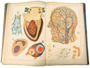 Atlas d'histoire naturelle. Le corps humain. Description anatomique de l'Homme.  par ECKART, Théodore.  - Image 8