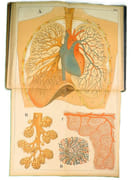 Atlas d'histoire naturelle. Le corps humain. Description anatomique de l'Homme.  par ECKART, Théodore.  - Image 9