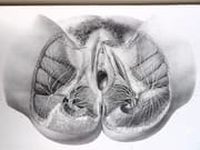 Traité complet de l'anatomie de l'Homme, comprenant la médecine chirurgicale et la médecine opératoire, avec planches lithographiées d'après nature. COLLECTION COMPLÈTE.  par BOURGERY, Jean-Marc ; BERNARD, Claude ; JACOB, Nicolas Henri ; DUCHAUSSOY, Dr.  - Image 10