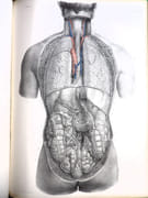 Traité complet de l'anatomie de l'Homme, comprenant la médecine chirurgicale et la médecine opératoire, avec planches lithographiées d'après nature. COLLECTION COMPLÈTE.  par BOURGERY, Jean-Marc ; BERNARD, Claude ; JACOB, Nicolas Henri ; DUCHAUSSOY, Dr.  - Image 13