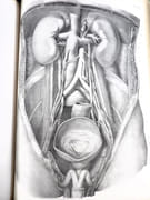 Traité complet de l'anatomie de l'Homme, comprenant la médecine chirurgicale et la médecine opératoire, avec planches lithographiées d'après nature. COLLECTION COMPLÈTE.  par BOURGERY, Jean-Marc ; BERNARD, Claude ; JACOB, Nicolas Henri ; DUCHAUSSOY, Dr.  - Image 14