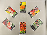 [Catalogue de graines-Horticulture] par SIMON LOUIS Frères & Cie. - Image 1