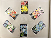 [Catalogue de graines-Horticulture] par SIMON LOUIS Frères & Cie. - Image 11