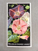[Catalogue de graines-Horticulture] par SIMON LOUIS Frères & Cie. - Image 14