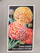 [Catalogue de graines-Horticulture] par SIMON LOUIS Frères & Cie. - Image 15