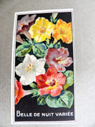 [Catalogue de graines-Horticulture] par SIMON LOUIS Frères & Cie. - Image 19