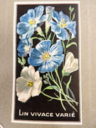 [Catalogue de graines-Horticulture] par SIMON LOUIS Frères & Cie. - Image 20