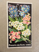 [Catalogue de graines-Horticulture] par SIMON LOUIS Frères & Cie. - Image 21