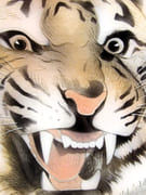 [Tête de Tigre].  par INGOLD, Willy. - Image 9
