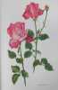  Noblesse de la rose *. VILMORIN Louise de & al. :