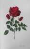  Noblesse de la rose *. VILMORIN Louise de & al. :