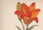  Aquarelles fleurs vers 1850 *. GUIGON-VETTINER [Jeanne Françoise] Judith :