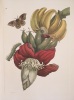  Histoire naturelle des plantes & insectes de Surinam *. [BOUVIER Nicolas] MERIAN Maria Sibylla :