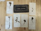 Flora alpina.. anonyme