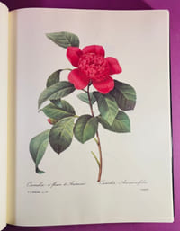Les Plus Belles Fleurs - Choix des plus belles fleurs prises dans différentes familles du règne végétal et de quelques branches des plus beaux fruits.