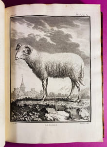 Histoire naturelle, générale et particulière, avec la description du cabinet du roi. Tome cinquième [la brebis, la chèvre, le cochon, le chien]