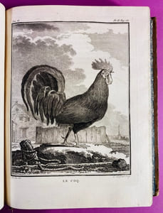 Histoire naturelle, générale et particulière, avec la description du cabinet du roi. Tome Dix-septième. Histoire naturelle des oiseaux, tome second.
