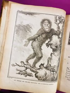 Histoire naturelle, générale et particulière, servant de suite à l'histoire des animaux quadrupèdes. Supplément, tome septième [singes, chiens...]