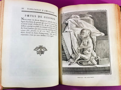 Histoire naturelle, générale et particulière, servant de suite à l'histoire des animaux quadrupèdes. Supplément, tome septième [singes, chiens...]