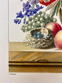 Nature morte aux fleurs, fruits et nid d'oiseau (planche issue de La Flore Pittoresque)