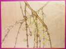 &Eacute;tude de branches de Forsythia (Rengy&ocirc;). [ESTAMPE JAPONAISE] ; BAIREI, K&ocirc;no