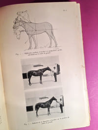 Du cheval bien mû et bien mis