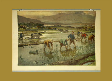 Ris (Reis).. Asplund, Nils (1874 - 1958):