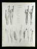 Muskeln des Oberschenkels.. Oesterreicher, Johann Heinrich (1805-1843):