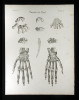 Baender der Hand.. Oesterreicher, Johann Heinrich (1805-1843):