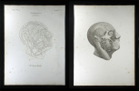 Antlitznerve. VII. Nervus facialis.. Oesterreicher, Johann Heinrich (1805-1843):