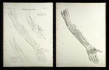 Pulsadern des Arms.. Oesterreicher, Johann Heinrich (1805-1843):