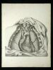 Anatomische Darstellung des Brustkorbes mit Herz und Lunge.. Oesterreicher, Johann Heinrich (1805-1843):
