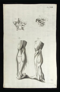 Untere Beinmuskulatur und erster und zweiter Halswirbel.