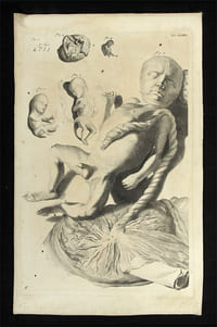 Wachstum eines Embryos.