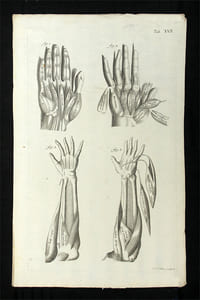 Muskulatur der Hand und des Unterarms.