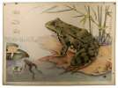 Frosch, Grenouille, La rana, Frog.. Schmid, Karl (*1916):
