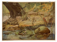 Frösche und Unken.