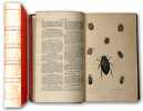 Histoire naturelle des insectes coléoptères. Par M.  le Comte de Castelnau. Avec une introduction... par M. Brullé.. Castelnau, (François):