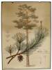 Föhre - Le pin sylvestre - Pino silvestre - Pine.. Seitz, Marta: