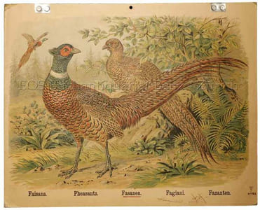 Fasanen. - Faisans. - Pheasants. - Fagiani. - Fazanten.