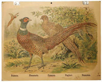 Fasanen. - Faisans. - Pheasants. - Fagiani. - Fazanten.