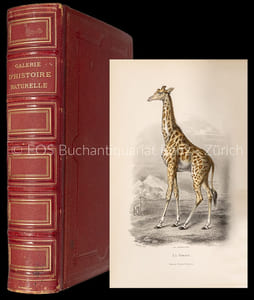 Galerie d'histoire naturelle tirée des oeuvres complètes de Buffon. Ornée de trente-deux gravures sur acier d'après les dessins de MM. Traviès et Henry Gobin. Coloriée avec le plus grand soin. Précédée d'une étude sur Buffon par M. Saint-Beuve.
