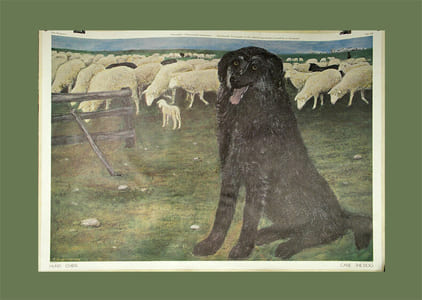 Hirtenhund.