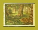 Tiere im Wald.. Koekkoek, M.A. (1873 - 1944).