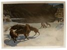 Wölfe - Loups - Lupi - Wolves.. Hainard, Robert (1906-1999):