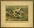 Pagophila eburnea (Phipps.), Elfenbeinmöve. Dunenkleid, altes Männchen in Sommerkleide, Jugendkleid. – Larus leucopterus Faber, Polarmöve. ...