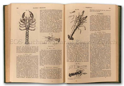 Naturgeschichte der Gliedertiere Insekten, Spinnen, Krebse, Würmer.